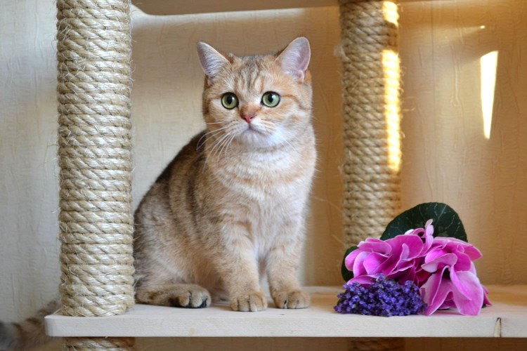 Шотландская золотистая шиншилла