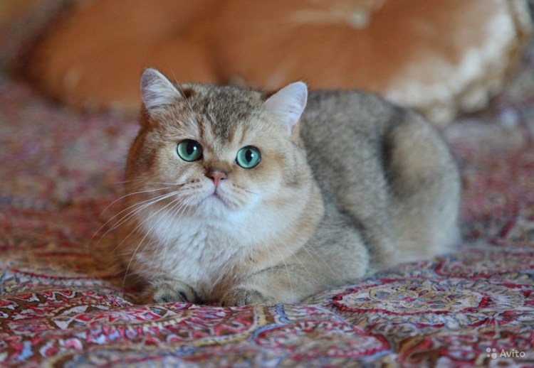 Британская Золотая шиншилла