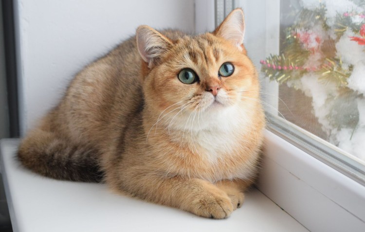 Британская короткошёрстная Золотая шиншилла