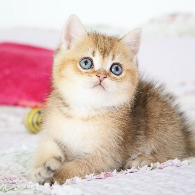 Шотландская короткошерстная Золотая шиншилла