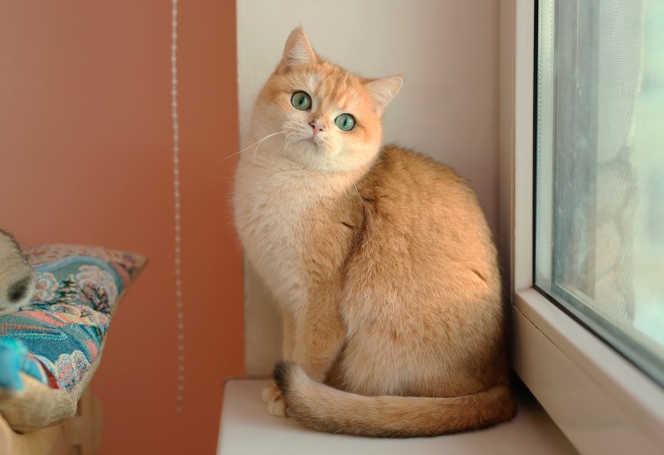 Манчкин Золотая шиншилла