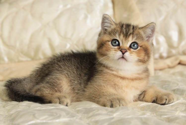 Британская тикированная шиншилла