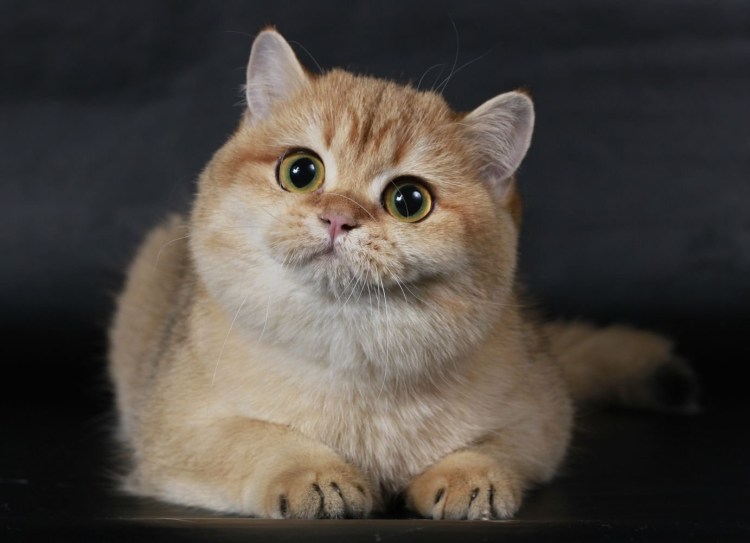 Черная Золотая шиншилла