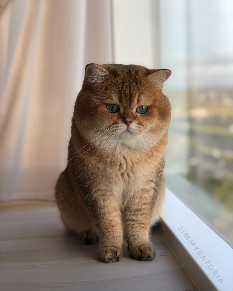 Британская Золотая шиншилла