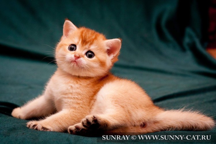 Британский короткошерстный котенок рыжий