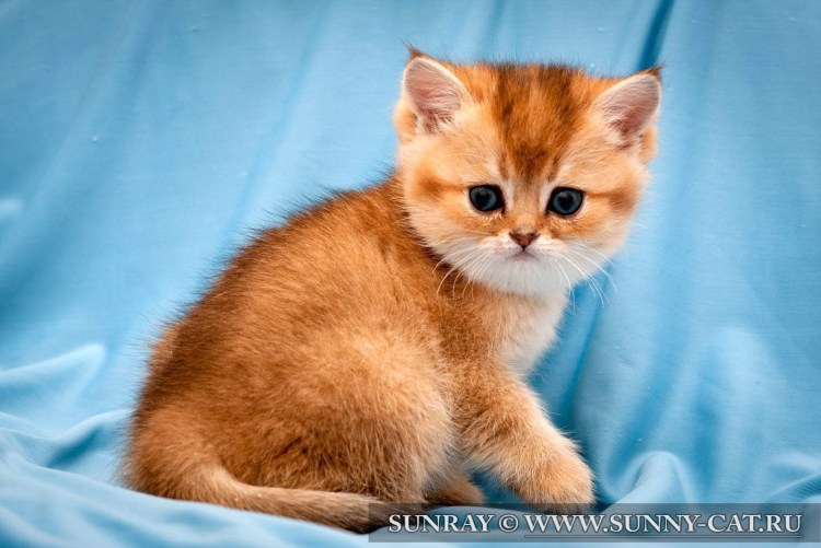 Скоттиш страйт ny12