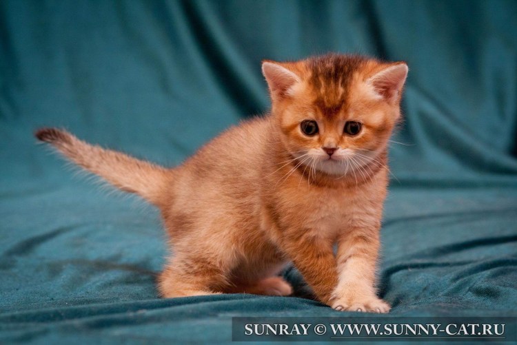 Британская короткошёрстная кошка рыжая