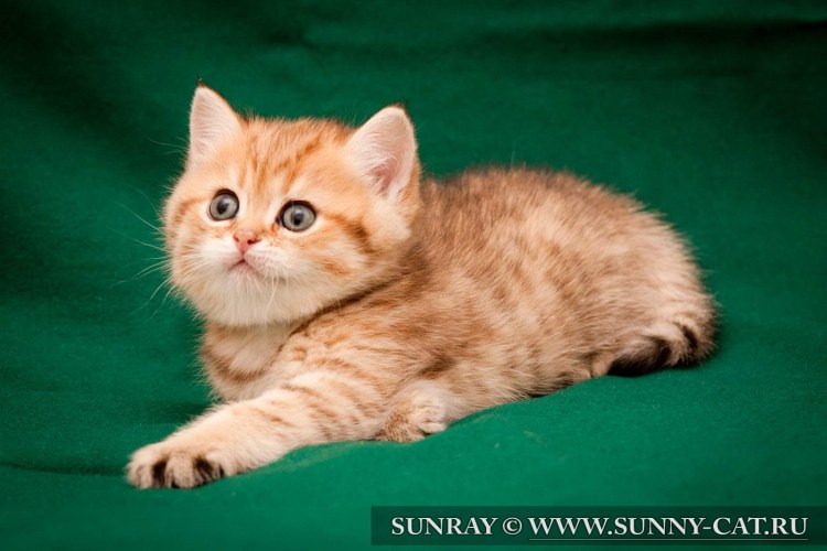 Британская короткошёрстная кошка рыжая
