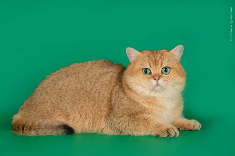 Британский кот красный табби