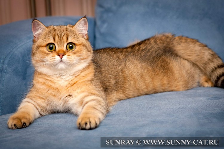 Британская короткошёрстная кошка рыжая