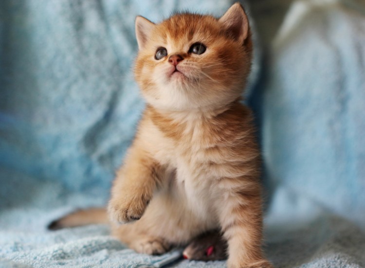 Европейская короткошерстная кошка рыжая