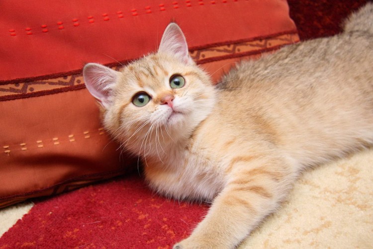Британский короткошерстный кот рыжий