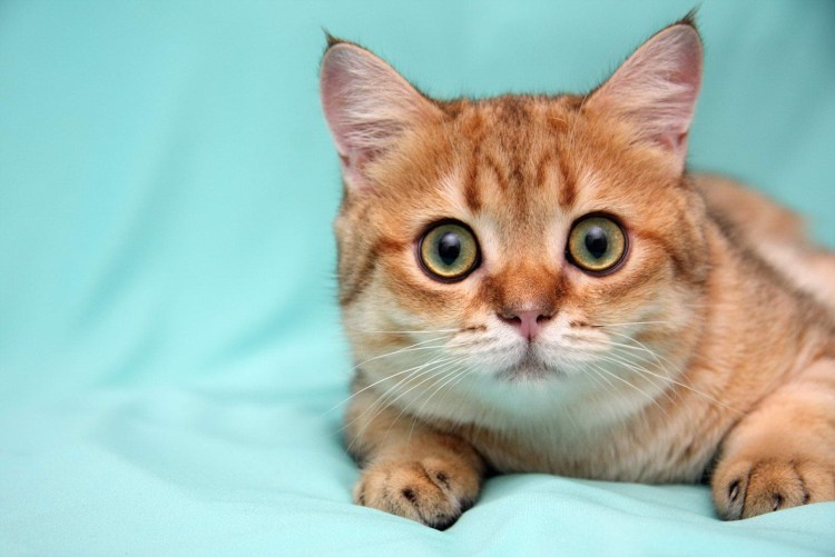 Шотландская короткошёрстная кошка рыжая