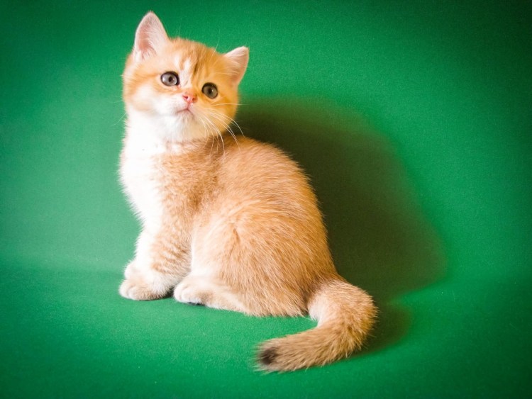Британский короткошерстный кот рыжий