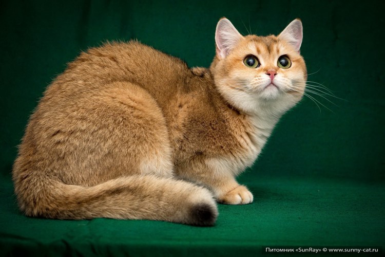 Британский короткошерстный кот рыжий