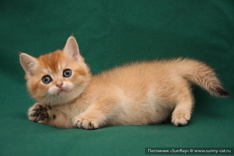 Кот британец рыжий