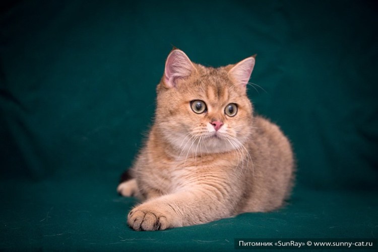 Шотландская короткошерстная Золотая шиншилла