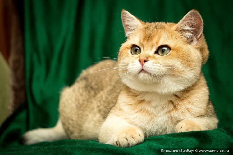 Черный золотой затушеванный британский короткошерстный кот