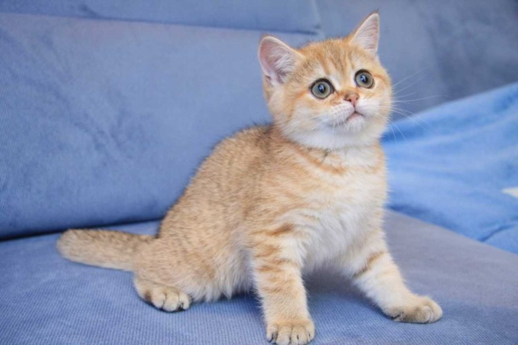 Золотая шиншилла кошка NY 11