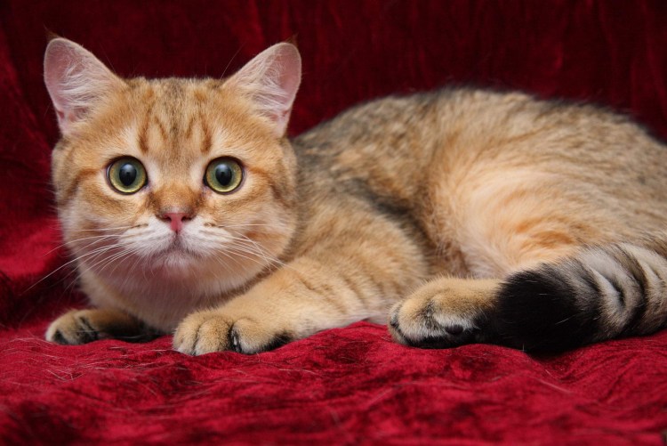 Кот британский короткошерстный ny11