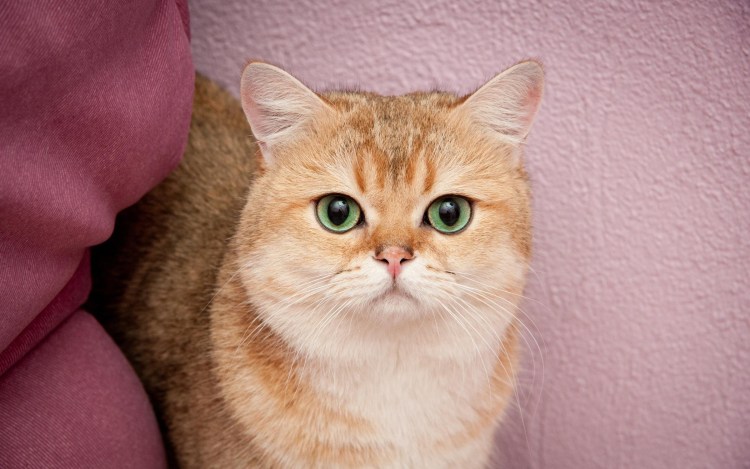 Британские коты рыжие кремовые