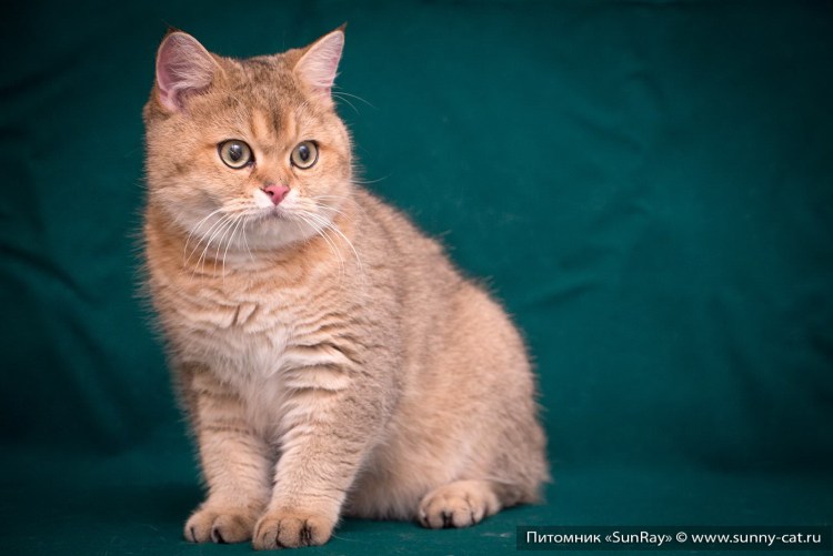 Британская короткошёрстная кошка рыжая