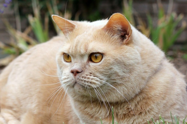 Шотландская короткошерстная Золотая шиншилла