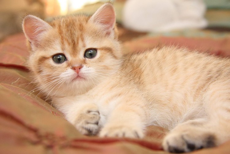 Британский короткошерстный кот рыжий