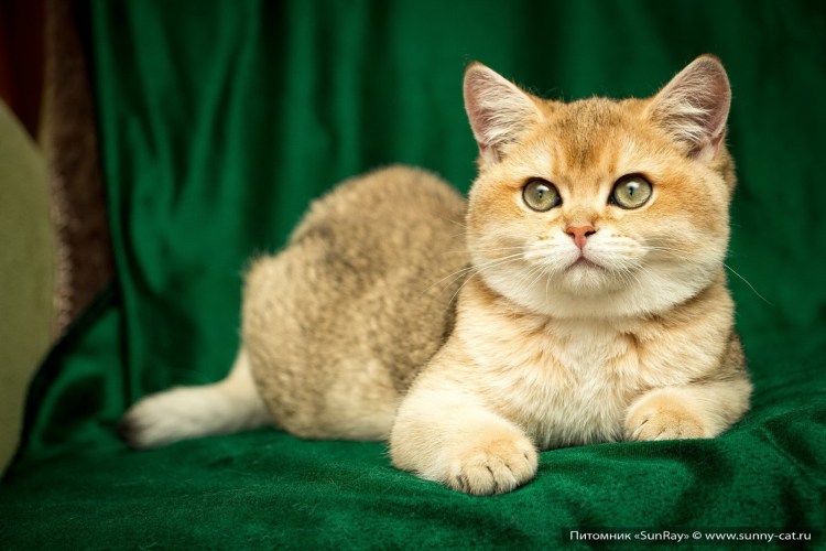 Золотая шиншилла ny11