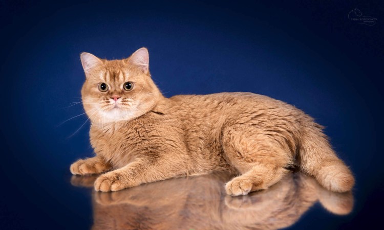 Шотландская короткошерстная Золотая шиншилла