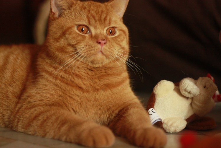 Шотландский скоттиш страйт персиковый