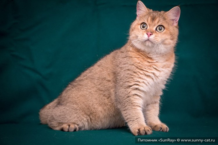 Британский короткошерстный котенок рыжий