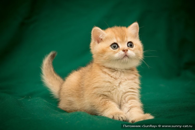 Хосико кот порода