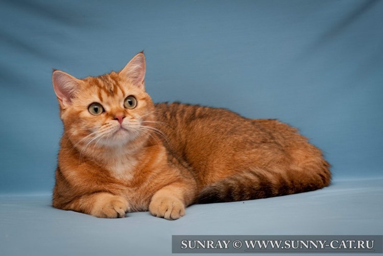 Шотландская короткошерстная страйт