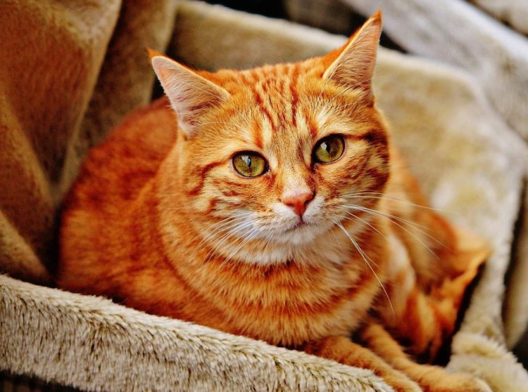 Британская Золотая шиншилла