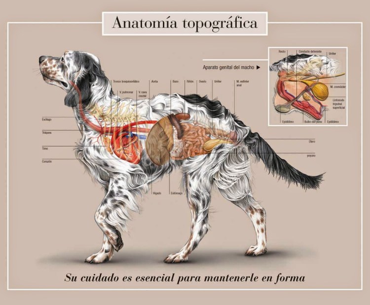Топографическая анатомия собаки