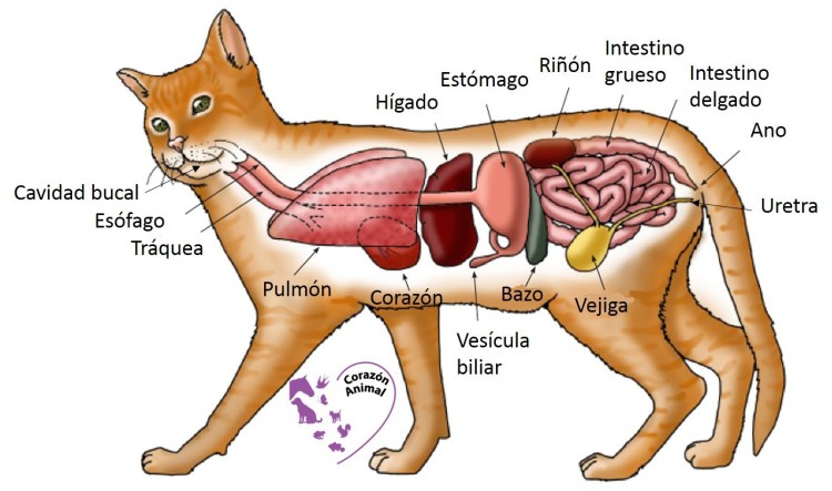 Строение пищеварительной системы кошки