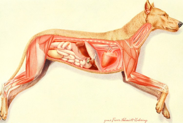 Строение организма собаки
