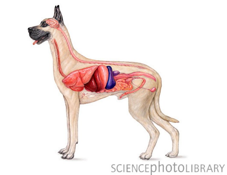 Система органов собаки