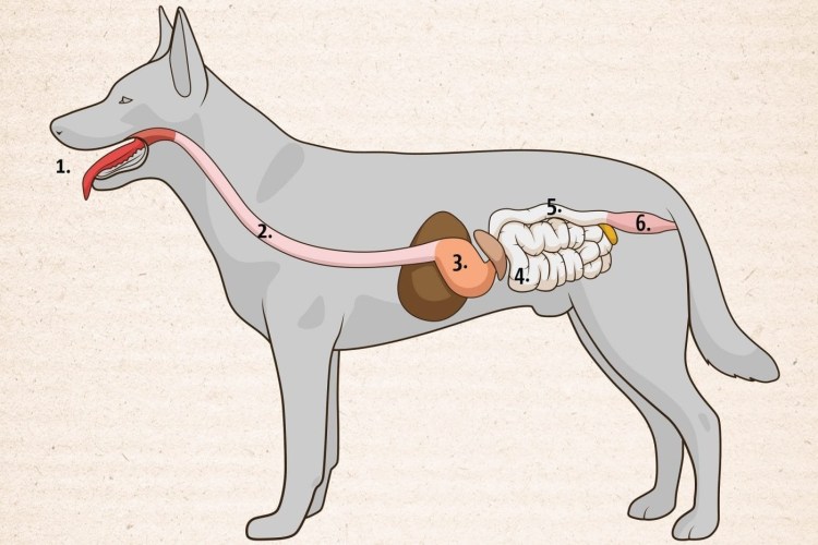 Анатомия собаки пищеварительная система система