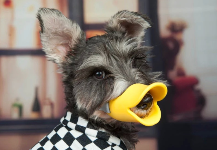 Намордник для Йорка