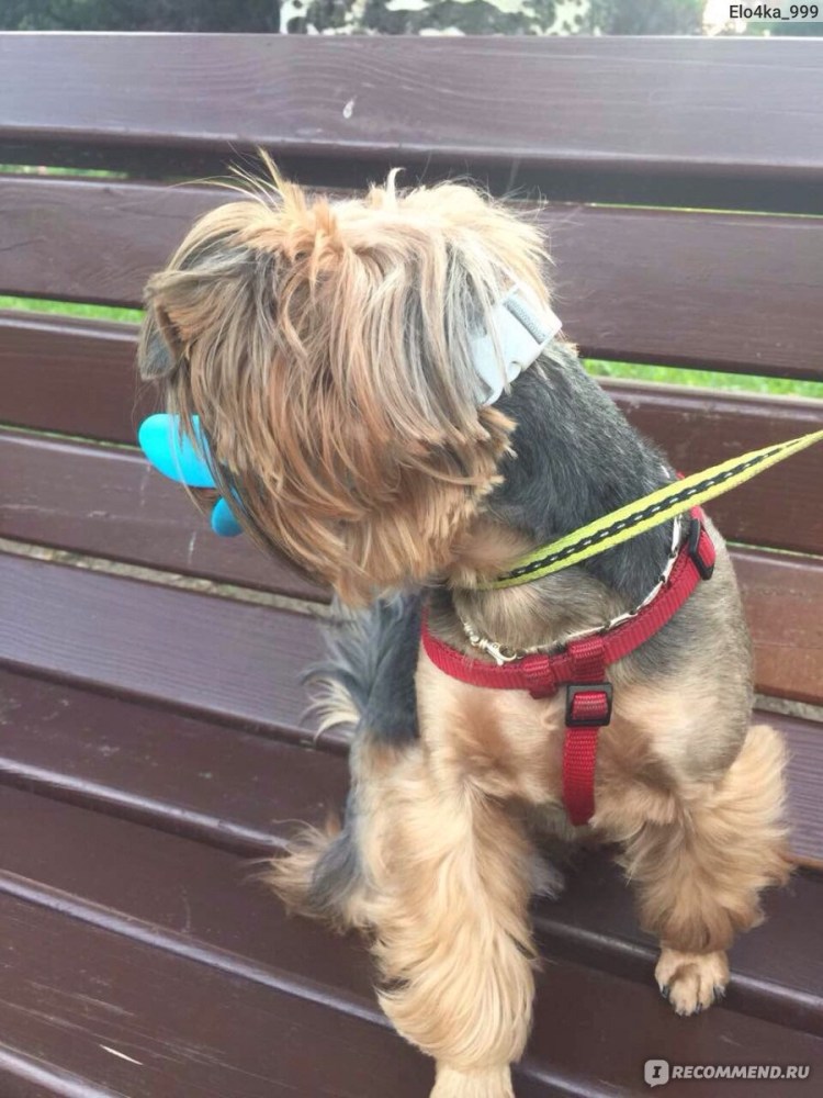 Намордники для маленьких собак йорков