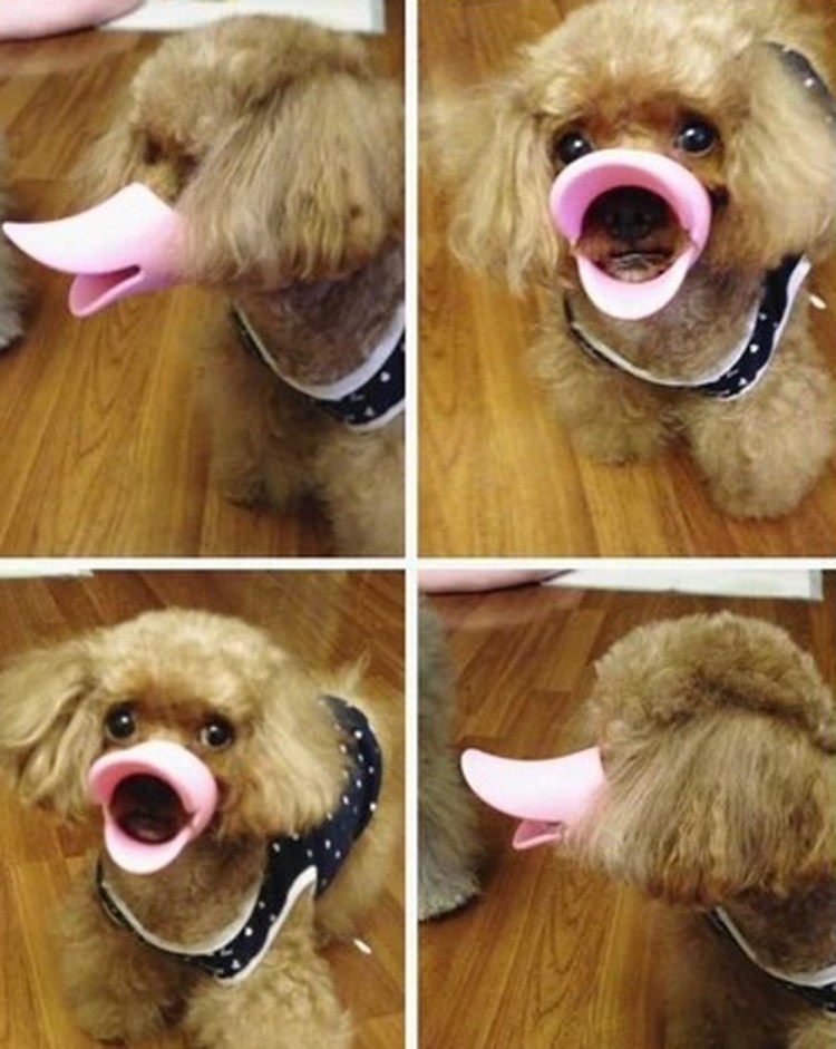 Намордник для чихуахуа