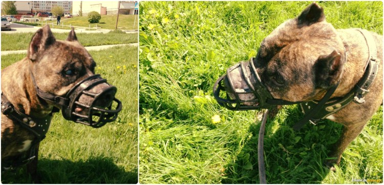 Намордник для мелких собак