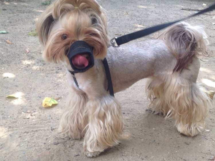 Йоркшир в наморднике