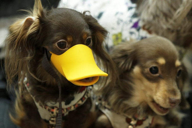 Намордник для маленьких собак