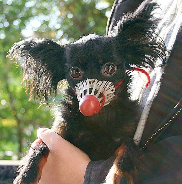 Намордник для той терьера