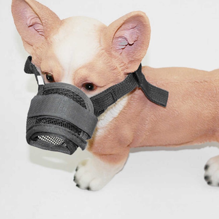 Намордник для корги пемброк