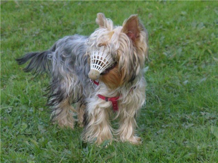 Торский терьер наморник