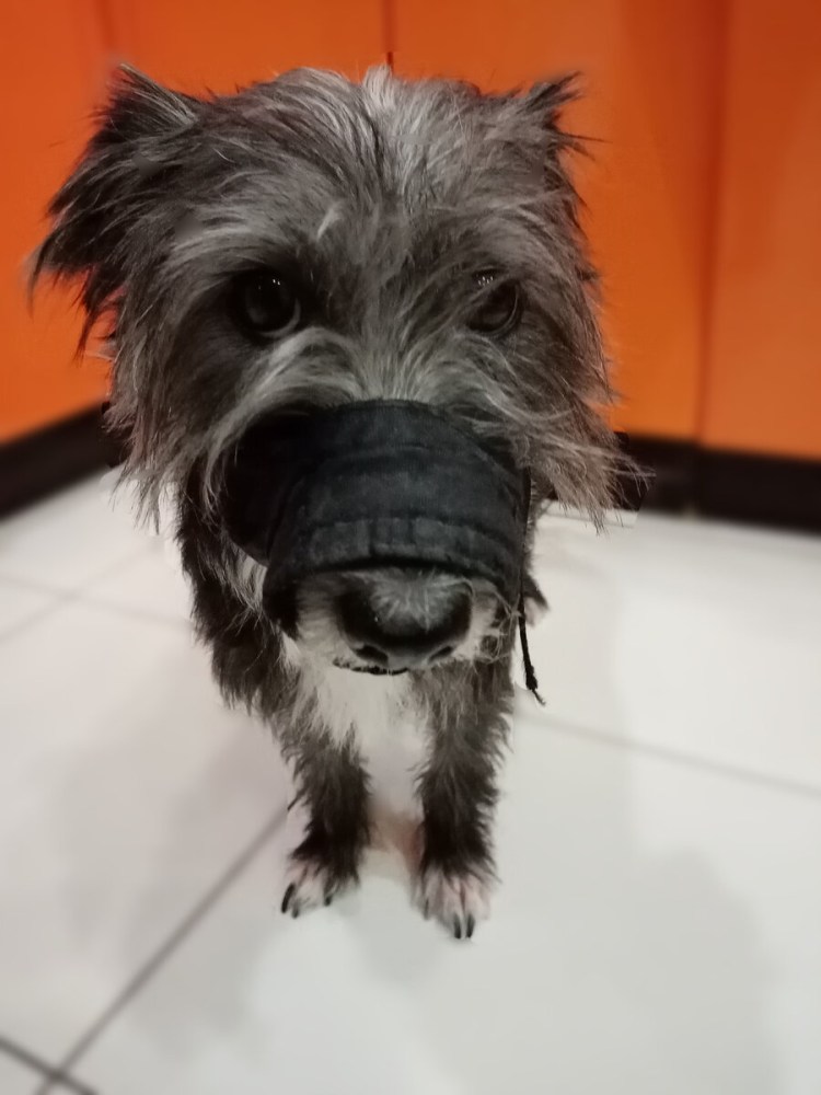 Намордник для кокер спаниеля